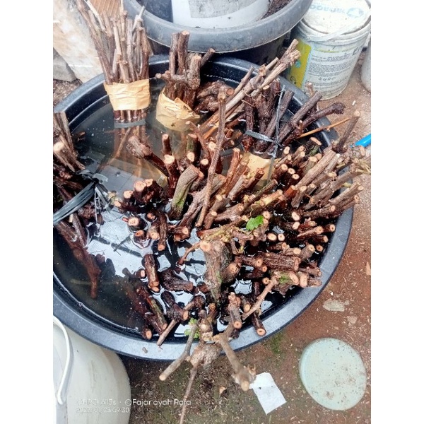 Bibit batang/Cutting Anggur import Landis &Trans