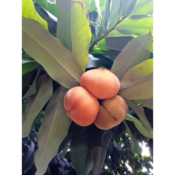 

mertega jumbo manis