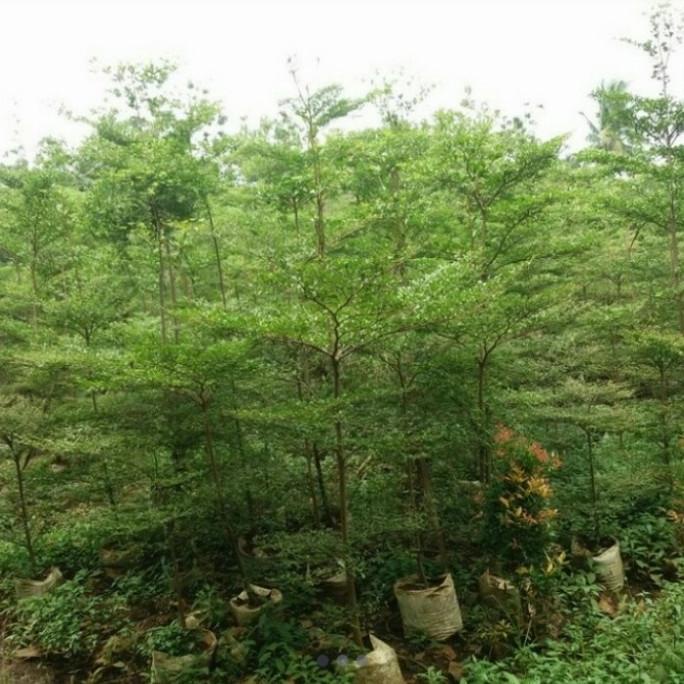 pohon ketapang kencana tinggi 2meter