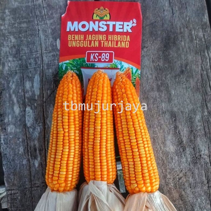 Harga Termurah Benih Jagung Hibrida Ks 89 Monster 1 Kg