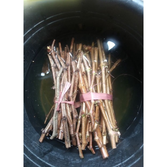 Ready Paket 23 Cutting CN+SO4 (Si Pembalap/Super Vigor) + Entres Anggur import 5 Varian 25 Matun