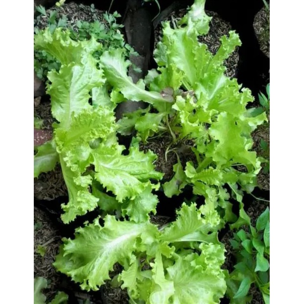 bibit tanaman selada hijau/selada bokor