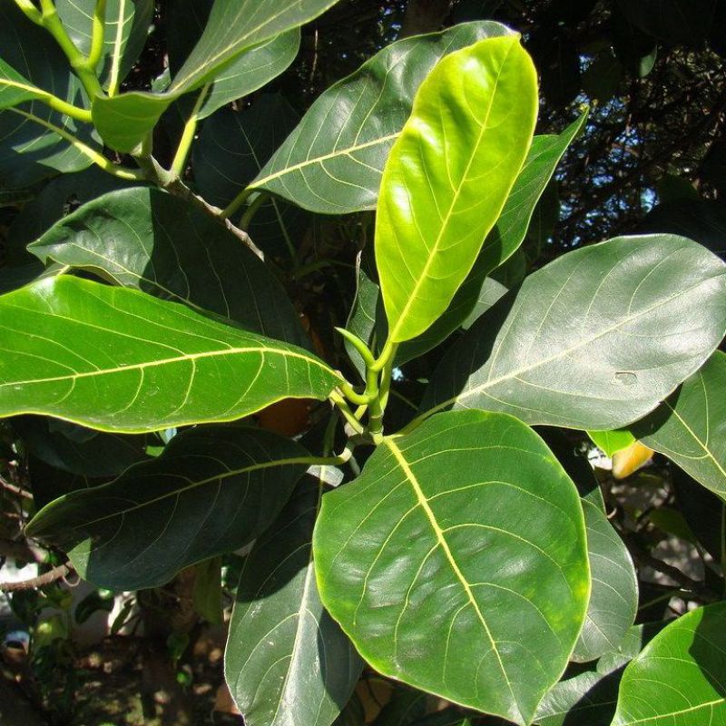 

Daun nangka fresh dipetik apabila ada orderan masuk/50 lembar