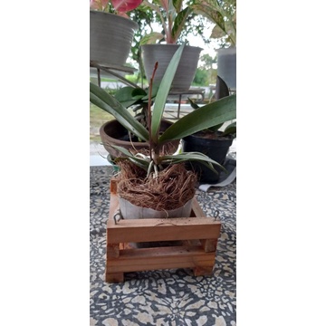 anggrek doritis spike