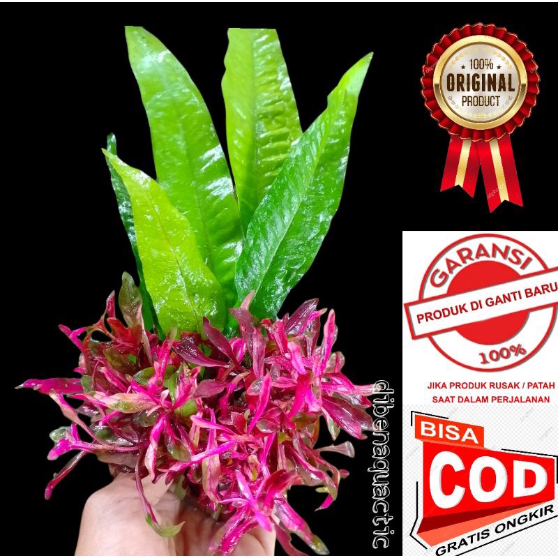 tanaman aquascape Kadaka Java Fern please parian media wabikusa