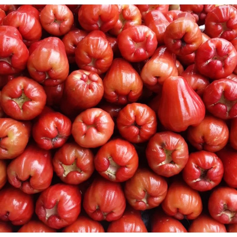 

jambu merah madu 1 kg