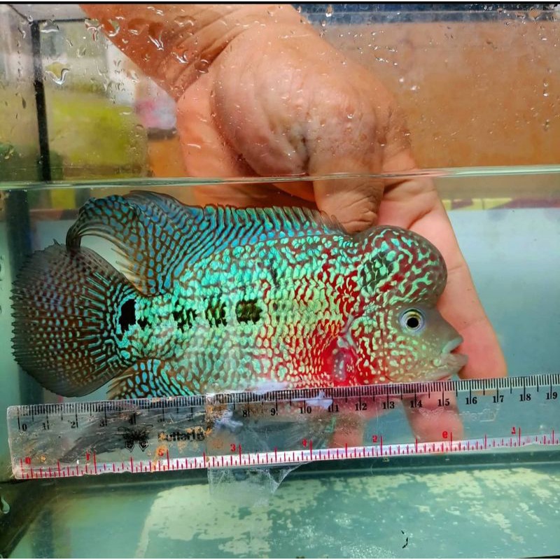 PAKET 6 EKOR lohan cencu ukuran 3cm up good mutiara TERMURAH