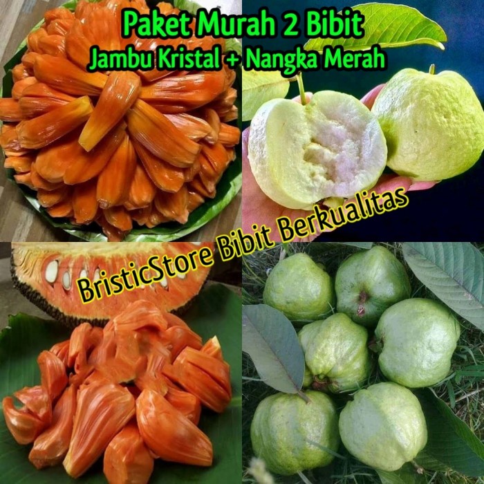Terlaris Paket Murah Bibit Nangka Merah + Bibit Jambu Kristal Tanpa Biji