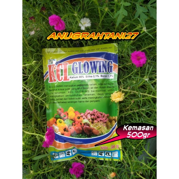 kcl glowing isi 500gr