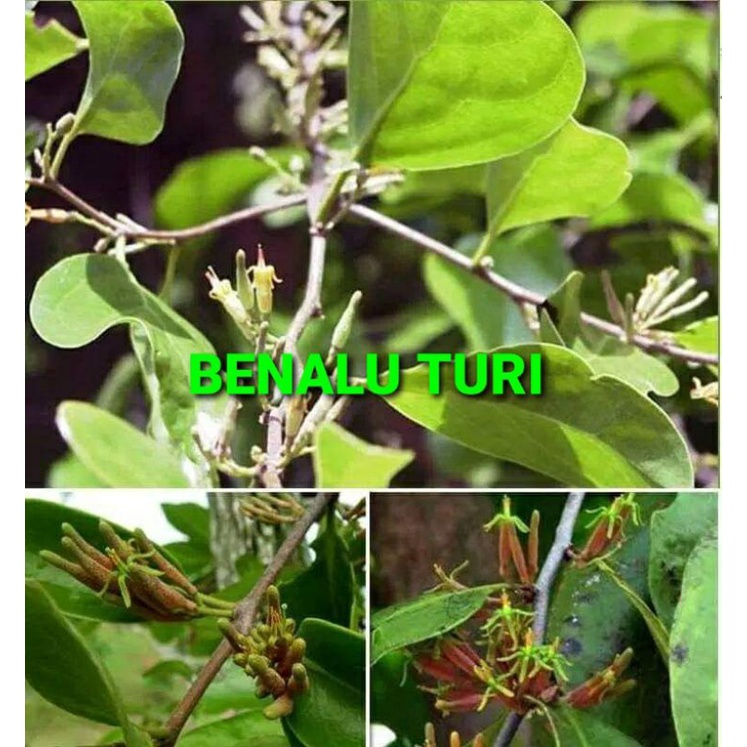 

DAUN BENALU TURI KERING 500 GRAM