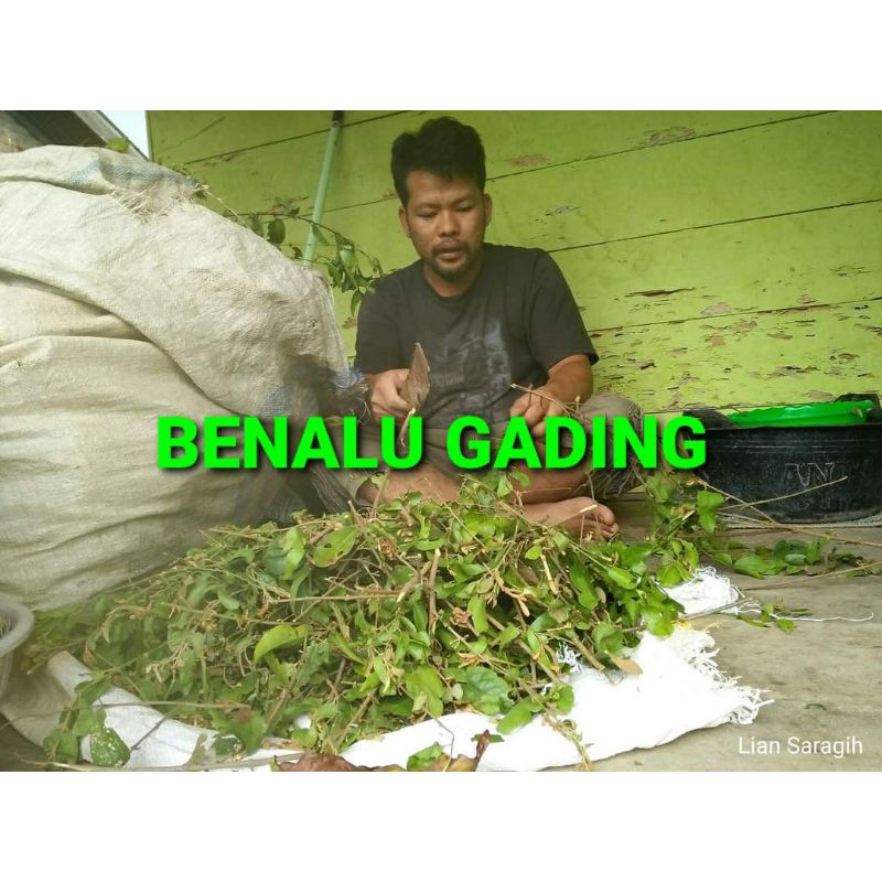 

DAUN BENALU GADING KERING 500 GRAM