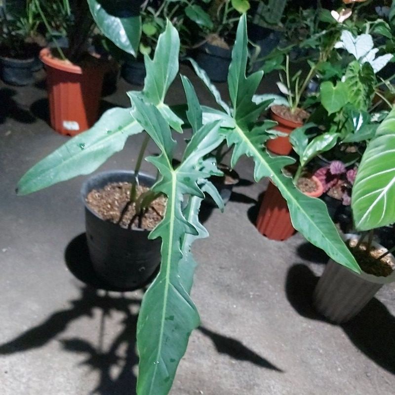 philodendron longilobatum