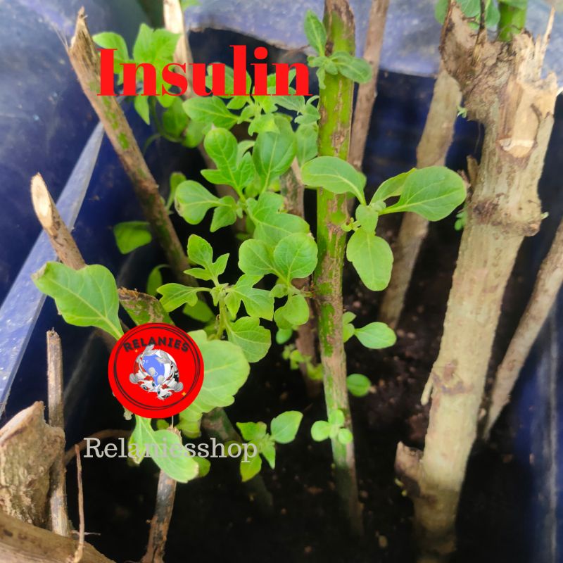 Tanaman Bibit Insulin
