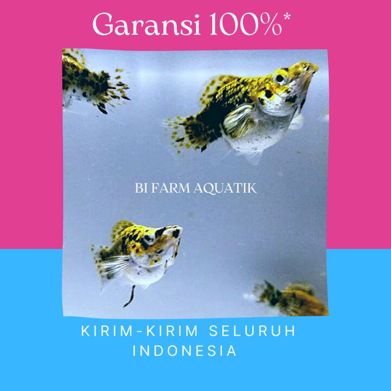 MOLLY CALICO GOLDEN BIG EAR || MOLLY MERPATI CALICO || CALICO BALON