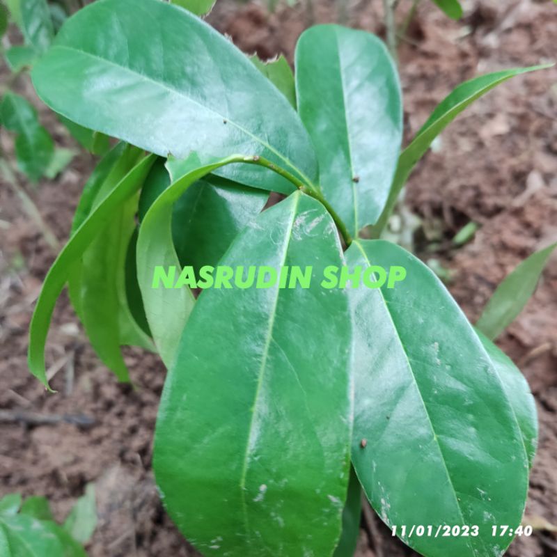 

[Fresh] BIBIT SIRSAK SIAP TANAM PERPOHON