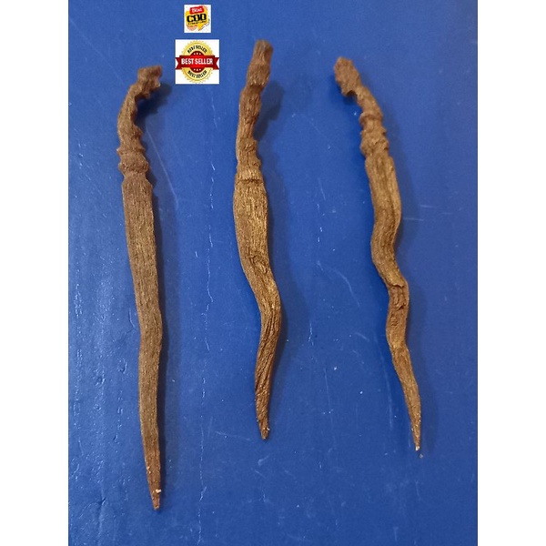 Cacing Kanil Putut Sajen Wingit