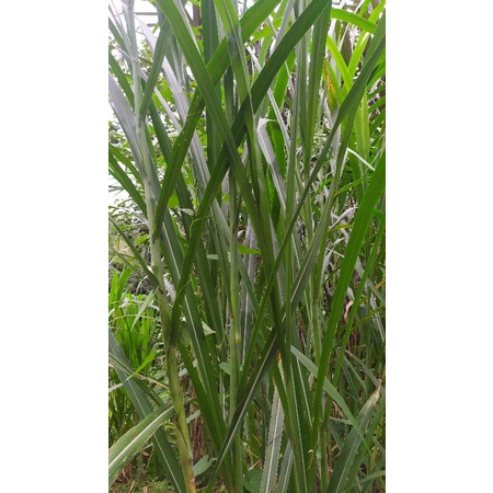 bibit rumput BIOGRASS BB BIOGEN