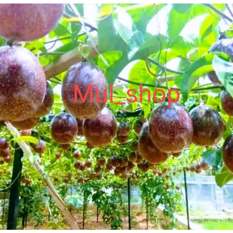 Jual Bibit Markisa Manis I Madu Bibit Pohon Markisa I Buah Markisa Shopee Indonesia 6918