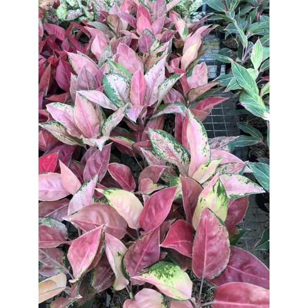 Aglaonema kochin red mella