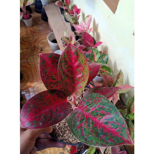 Aglonema super red stardas, super red stardus