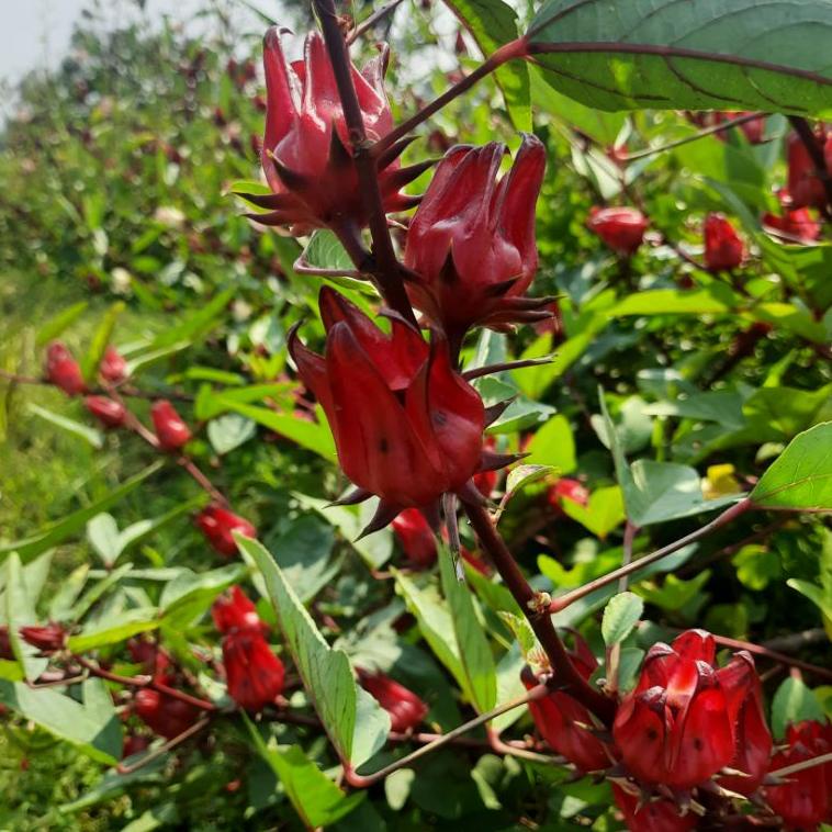 

Buruan Beli.. 1kg Bunga Rosela Rosella 1 kg Kering Segar Basah Kualitas Premium buat teh grade A CKH