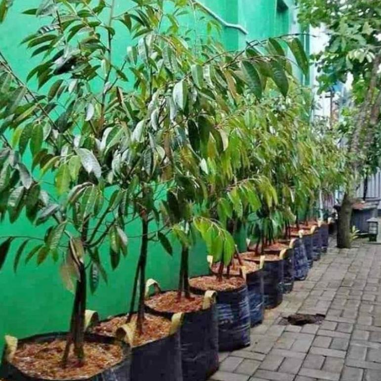 PLANTER BAG 100Liter 50x50 (POT TERPAL) TABULAMPOT POT TANAMAN BUAH SAYUR BUNGA SEMAI CLRR09441