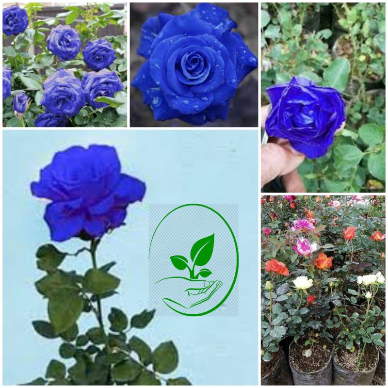PROMO BIBIT BUNGA MAWAR BIRU