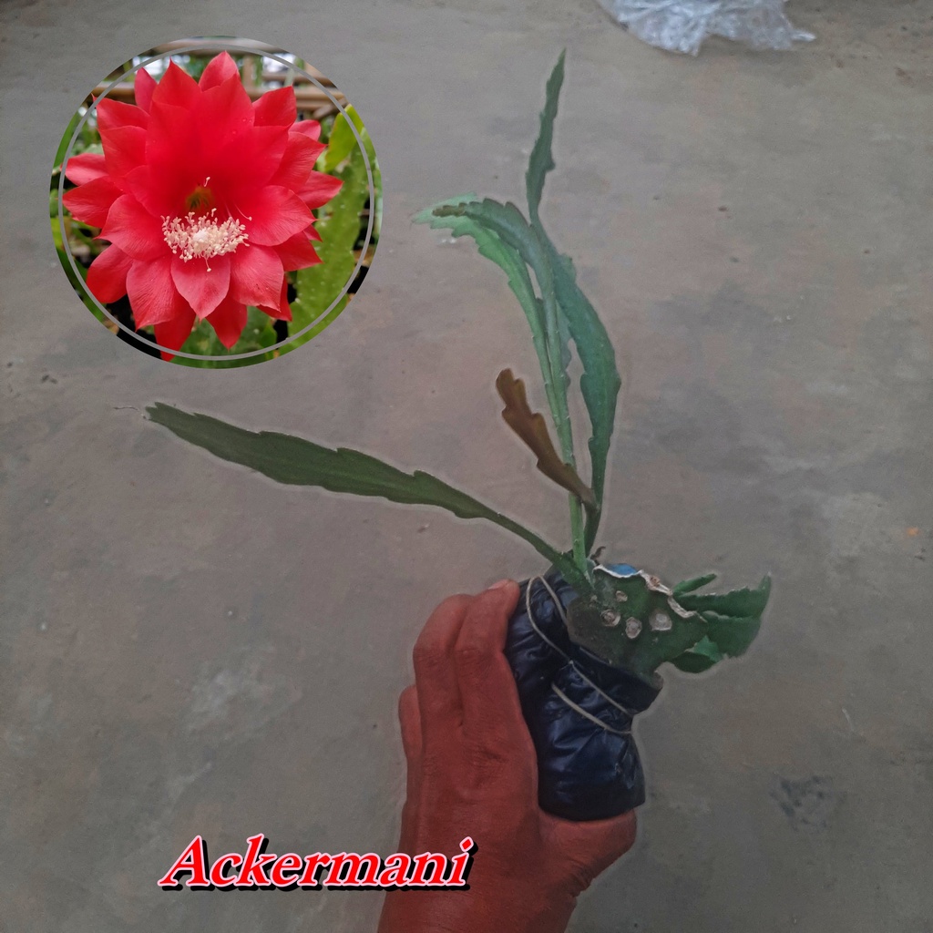 WIJAYA KUSUMA ACKERMANI bibit bunga wijaya kusuma import TANAMAN HERBAL wijaya kusuma bangkok WIJAYA