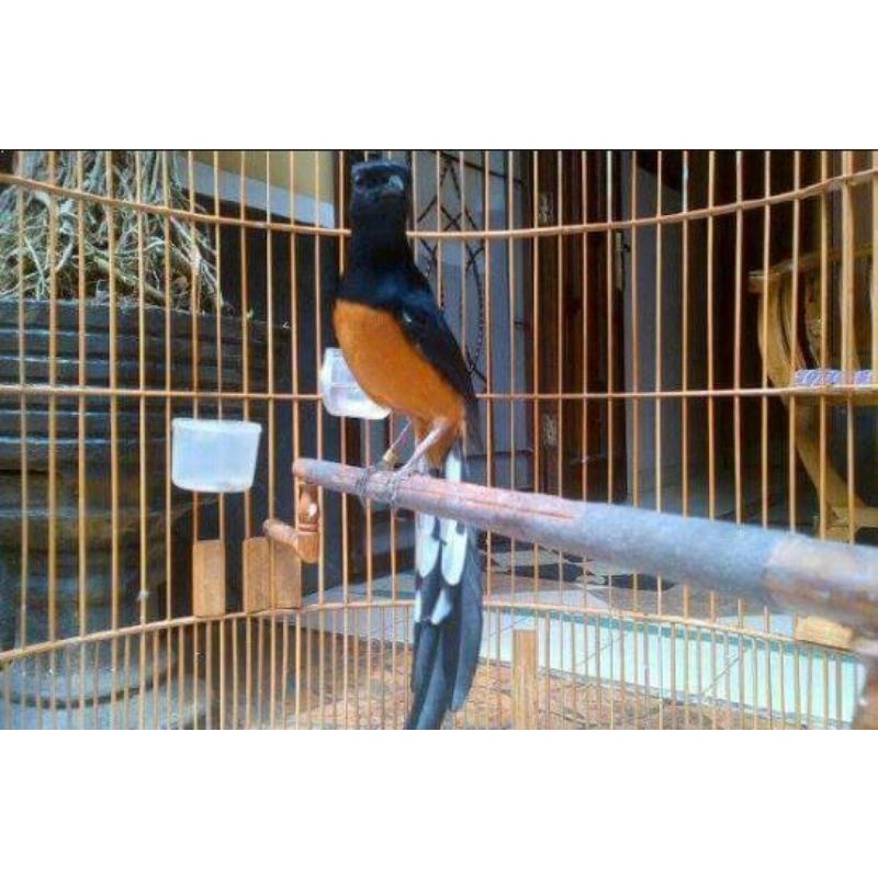 MURAI BATU MEDAN GACORAN PROSPEK LOMBA MATERI