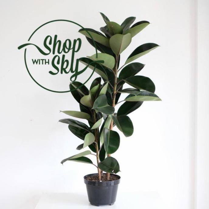 Pohon Karet Kebo / Rubber Plant / Ficus Elastica