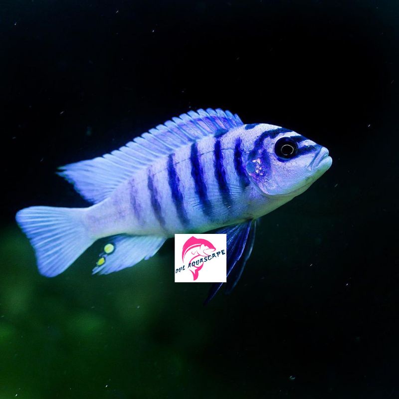 ikan hias cichlid demasoni
