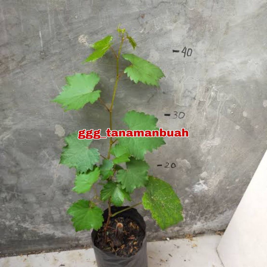 Bibit Anggur Cotton Candy Stek Grafting Berbuah Dalam 6 Bulan