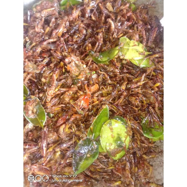 

Belalang keci isi 500 gram/ walang utes