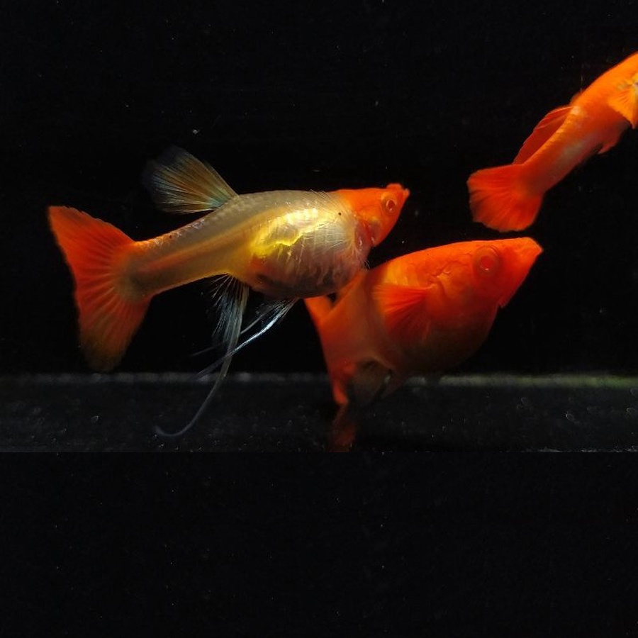 DEKORASI AKUARIUM GUPPY ALBINO KOI RIBBON HIASAN PERCANTIK AQUARIUM