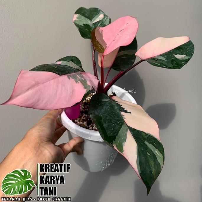 Tanaman hias philodendron pink princess - Tanaman hias pink princess