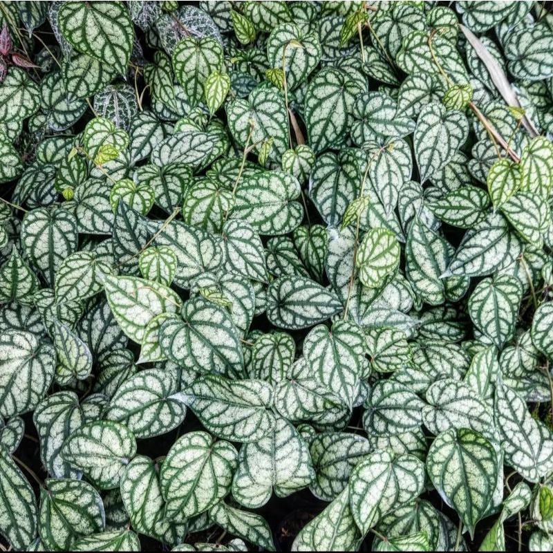 { BISA COD } tanaman sirih silver piper sylvaticum