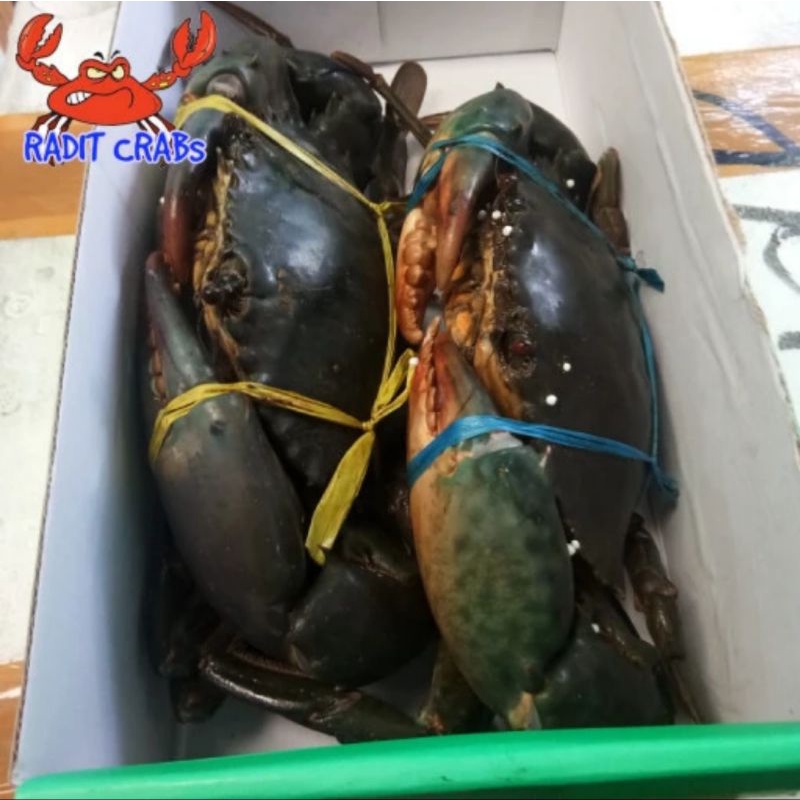 KEPITING FRESH (Hidup) isi 2 EKOR/KG @500gr UP