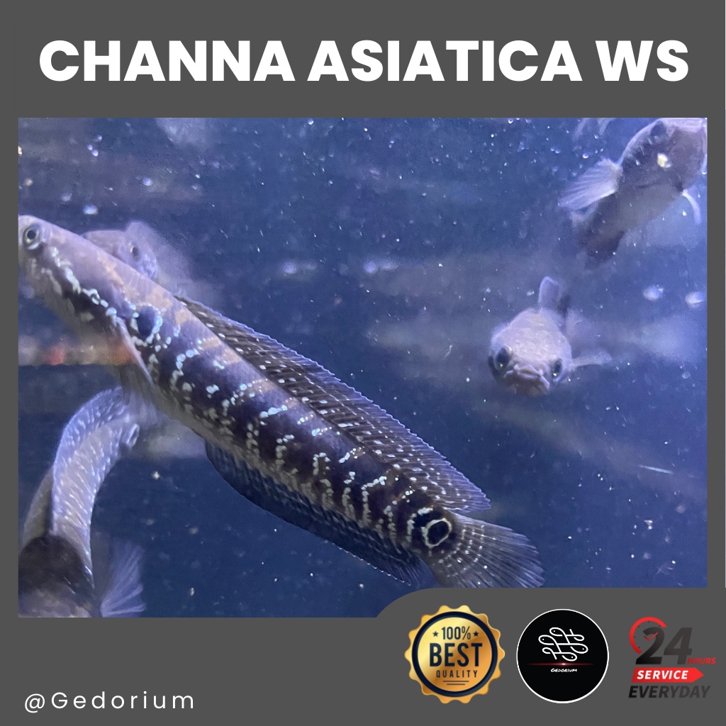 Channa Asiatica WS 9-10cm (bisa COD) garansi hidup