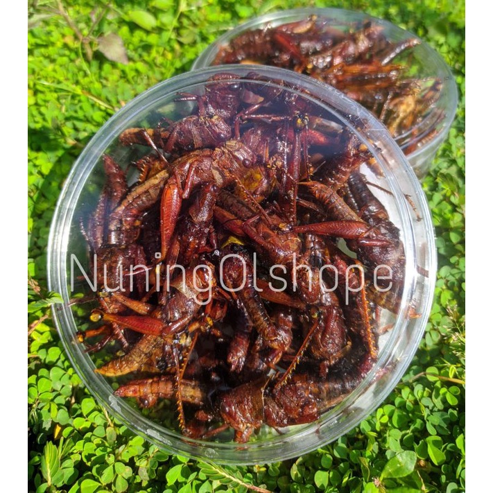 

BELALANG KAYU TOPLES NASTAR KECIL