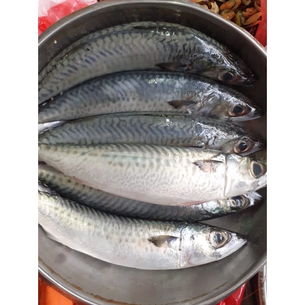 

ikan sarden mackarel