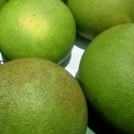 

Discount[KI3]-Jeruk Nona/Jeruk Adas/Jeruk Pamelo/Jeruk Bali Besar Magetan