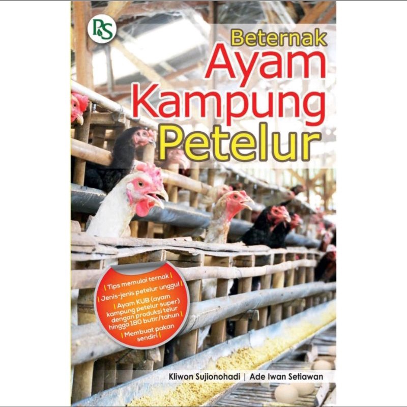 BETERNAK AYAM KAMPUNG PETELUR