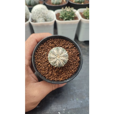 Kaktus Astrophytum v type
