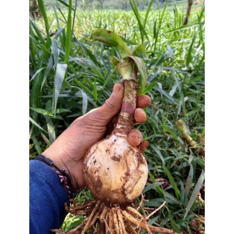 Umbi amarilis ungu gradasi putih/umbi amarilis ukuran L/amarilis ungu gradasi putih/bibit bunga amar