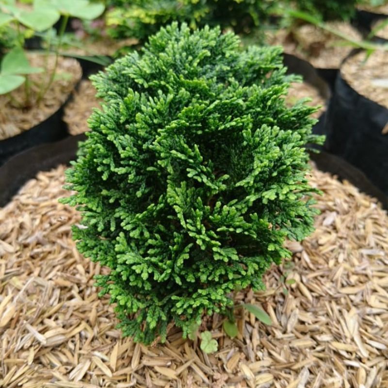 Cemara inoki ( bahan bonsai )