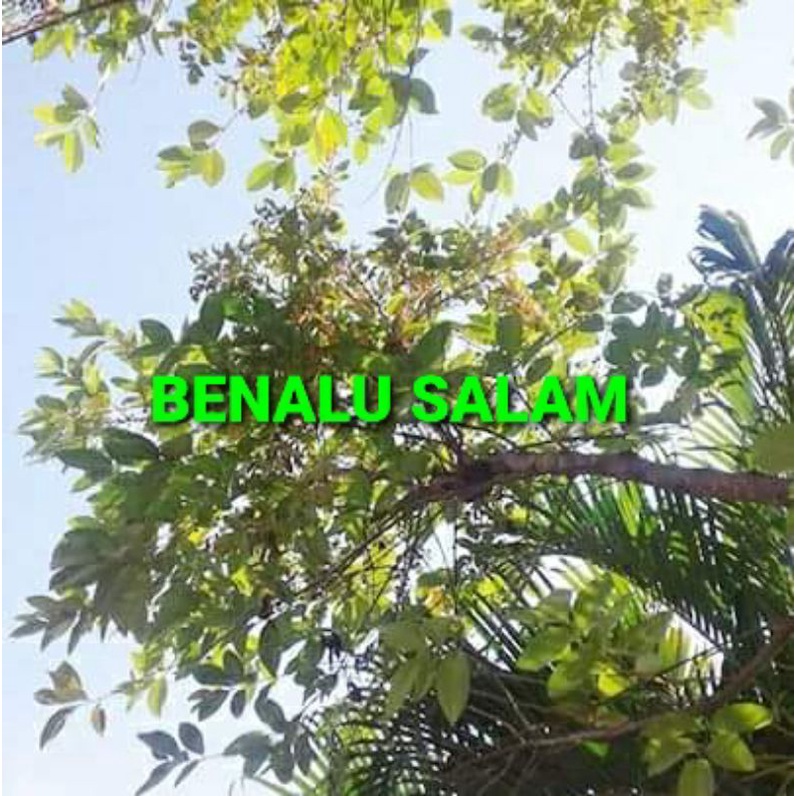 

DAUN BENALU SALAM KERING 500 GRAM