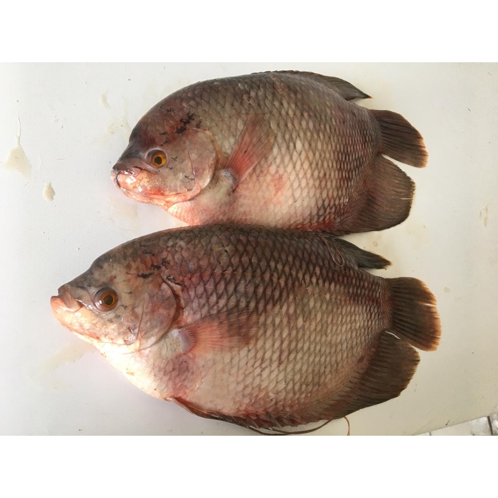 

Ikan Gurame Bersih Siap Masak