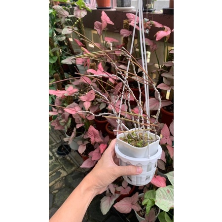 Hoya spartioides (Pesanan Kak Agung)