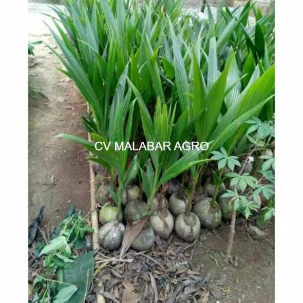 Bibit kelapa hijau hibrida unggul