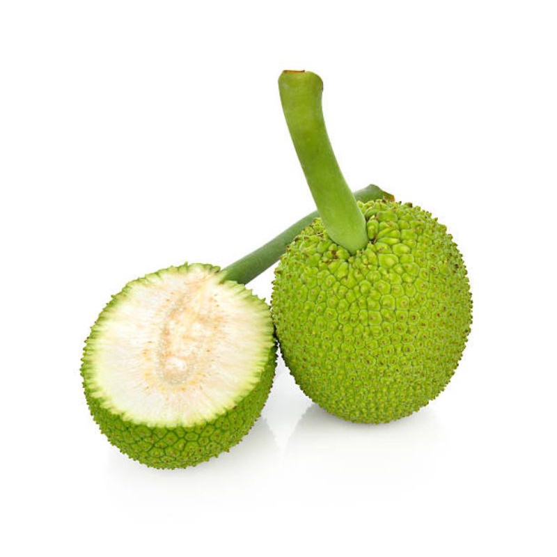 Bibit Buah Sukun Pulen